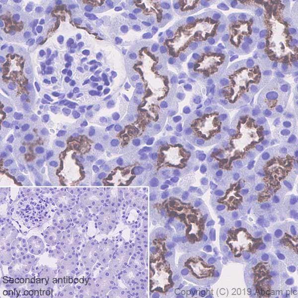Immunohistochemistry (Formalin/PFA-fixed paraffin-embedded sections) - Anti-Corin antibody [EPR22613-21] (AB255812), expandable thumbnail