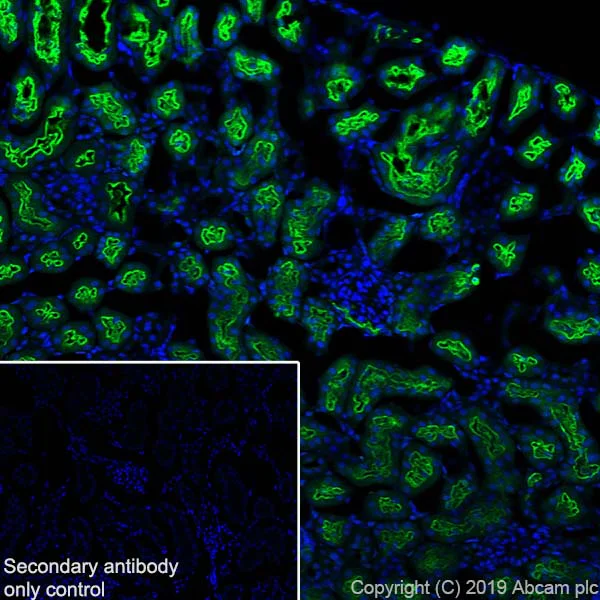 Immunohistochemistry (Frozen sections) - Anti-Corin antibody [EPR22613-21] (AB255812)