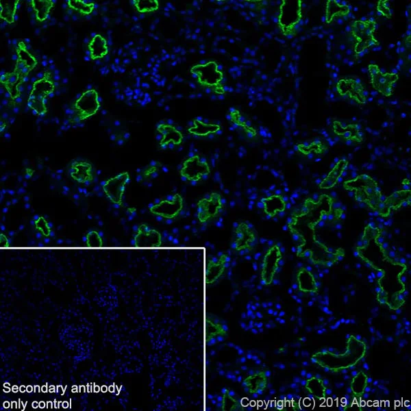 Immunohistochemistry (Frozen sections) - Anti-Corin antibody [EPR22613-21] (AB255812)