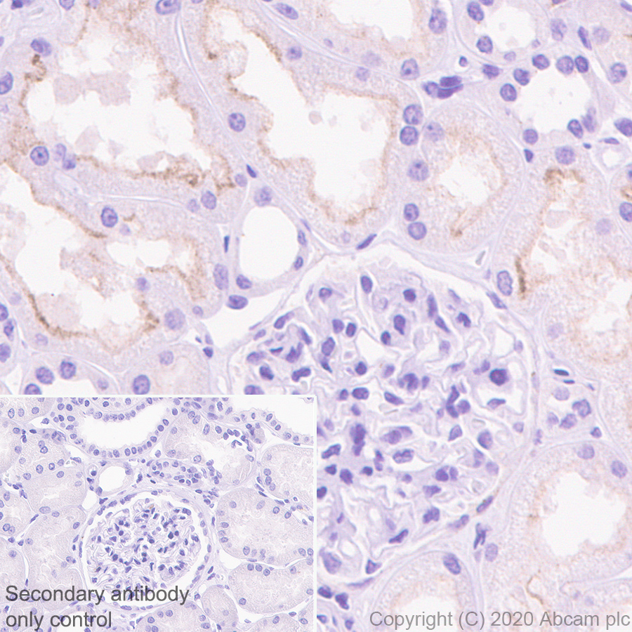 Immunohistochemistry (Formalin/PFA-fixed paraffin-embedded sections) - Anti-Corin antibody [EPR23361-77] (AB274320), expandable thumbnail