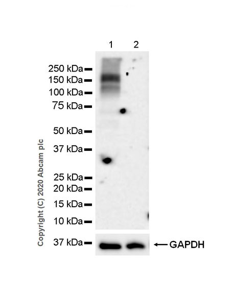 Western blot - Anti-Corin antibody [EPR23361-77] (AB274320), expandable thumbnail
