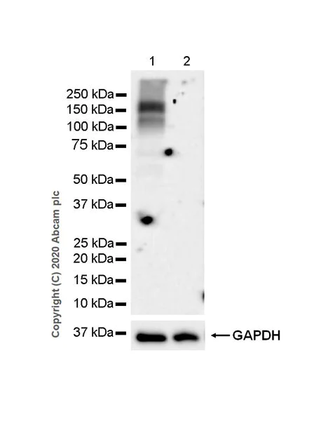 Western blot - Anti-Corin antibody [EPR23361-77] - BSA and Azide free (AB274323)