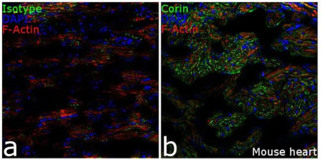 Immunohistochemistry (Frozen sections) - Anti-Corin Antibody [RP23040188] (AB313414)