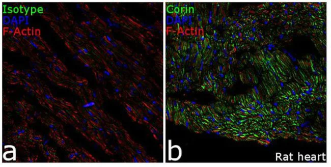 Immunohistochemistry (Frozen sections) - Anti-Corin Antibody [RP23040188] (AB313414)