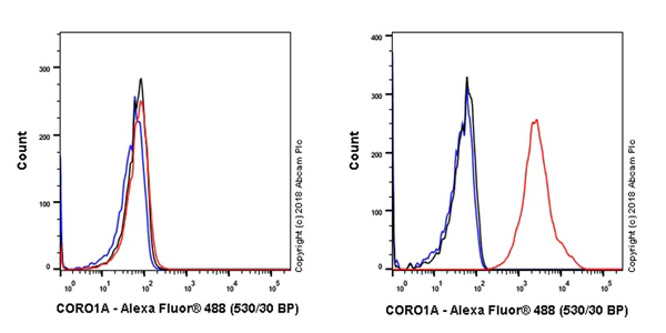 Flow Cytometry (Intracellular) - Anti-Coronin 1a/TACO antibody [EPR19467-36] (AB203698)