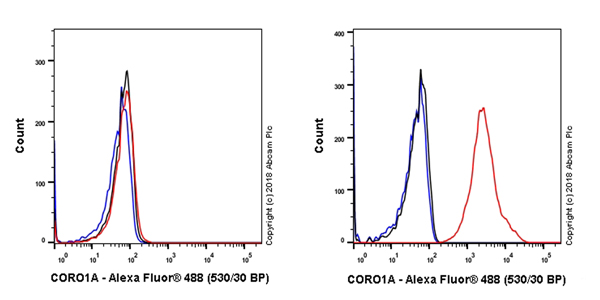 Flow Cytometry (Intracellular) - Anti-Coronin 1a/TACO antibody [EPR19467-36] - BSA and Azide free (AB243562)