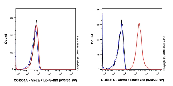 Flow Cytometry (Intracellular) - Anti-Coronin 1a/TACO antibody [EPR19467-81] (AB243090)