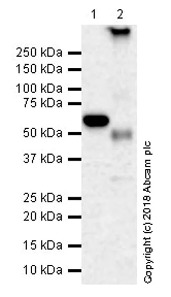 Western blot - Anti-Coronin 1a/TACO antibody [EPR19467-81] (AB243090)