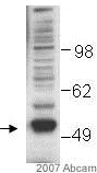Western blot - Anti-Coronin-1C antibody (AB15719)