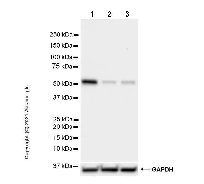 Western blot - Anti-Coronin-1C antibody [EPR25365-24] (AB283693)