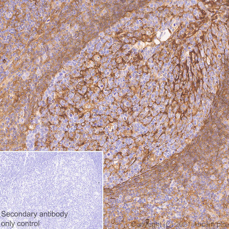 Immunohistochemistry (Formalin/PFA-fixed paraffin-embedded sections) - Anti-Coronin-1C antibody [EPR25365-24] - BSA and Azide free (AB283724)