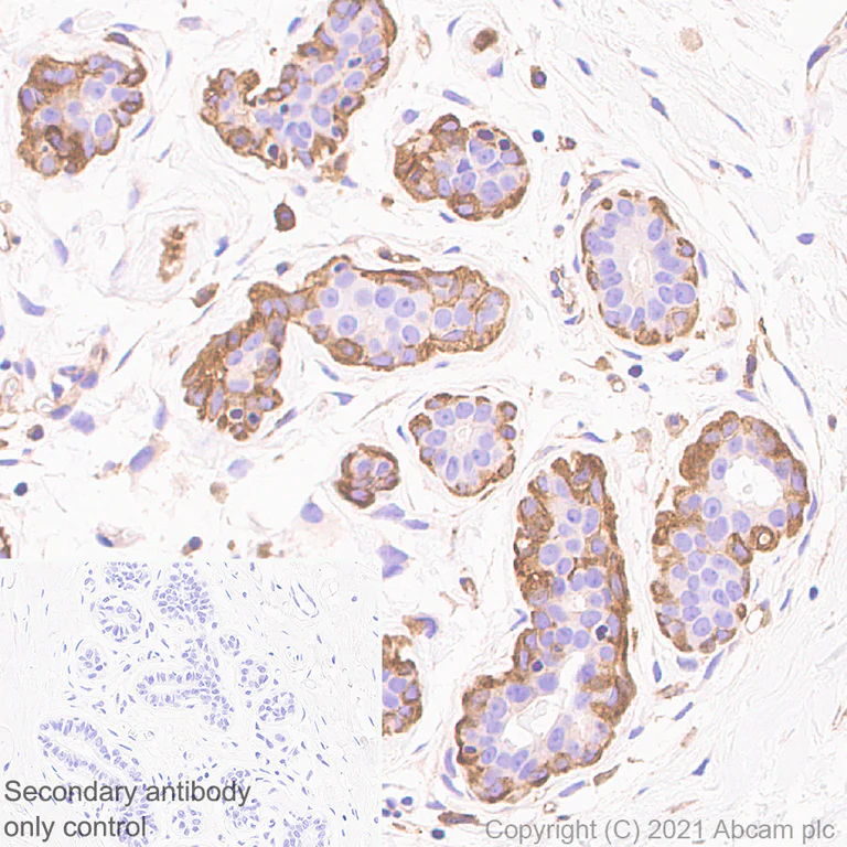 Immunohistochemistry (Formalin/PFA-fixed paraffin-embedded sections) - Anti-Coronin-1C antibody [EPR25365-24] - BSA and Azide free (AB283724)