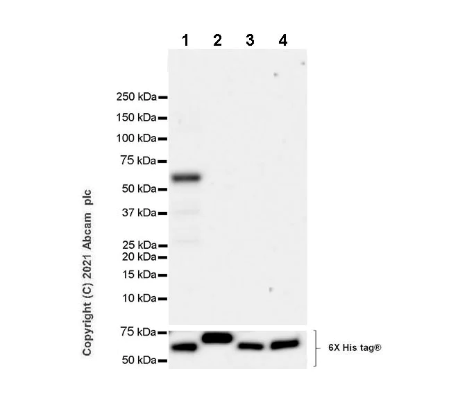 Western blot - Anti-Coronin-1C antibody [EPR25365-24] - BSA and Azide free (AB283724)