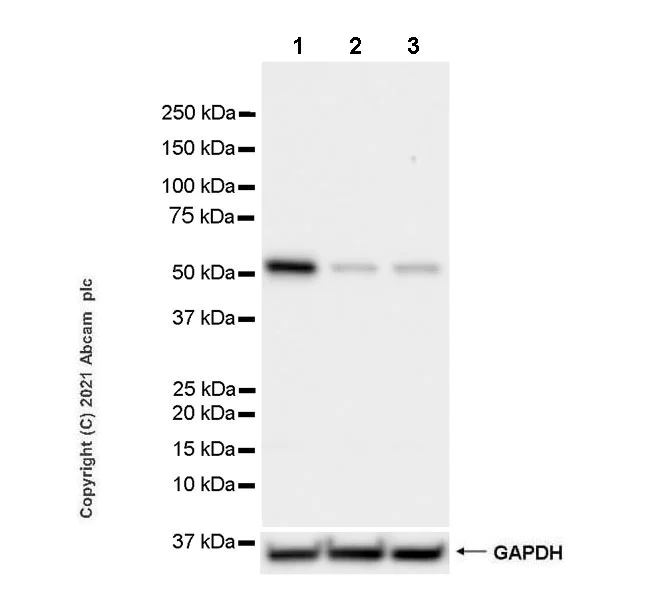 Western blot - Anti-Coronin-1C antibody [EPR25365-24] - BSA and Azide free (AB283724)