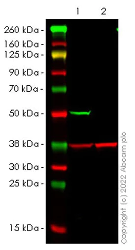 Western blot - Anti-Coronin-1C antibody [EPR25365-24] - BSA and Azide free (AB283724)