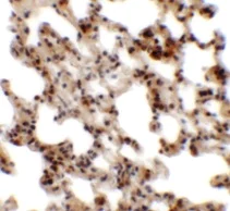 Immunohistochemistry (Formalin/PFA-fixed paraffin-embedded sections) - Anti-Coronin-7 antibody (AB117446)