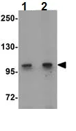 Western blot - Anti-Coronin-7 antibody (AB117446)