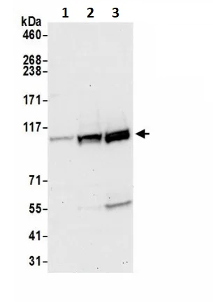 Western blot - Anti-Coronin-7 antibody (AB241291)