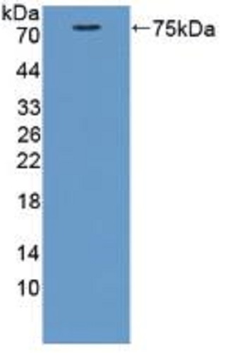 Western blot - Anti-Cortactin antibody (AB231620), expandable thumbnail