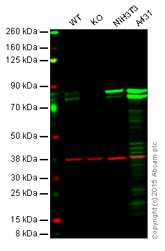 Western blot - Anti-Cortactin antibody [EP1922Y] (AB81208), expandable thumbnail