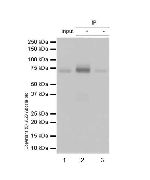 Immunoprecipitation - Anti-Cortactin antibody [EP1922Y] - BSA and Azide free (AB223125), expandable thumbnail