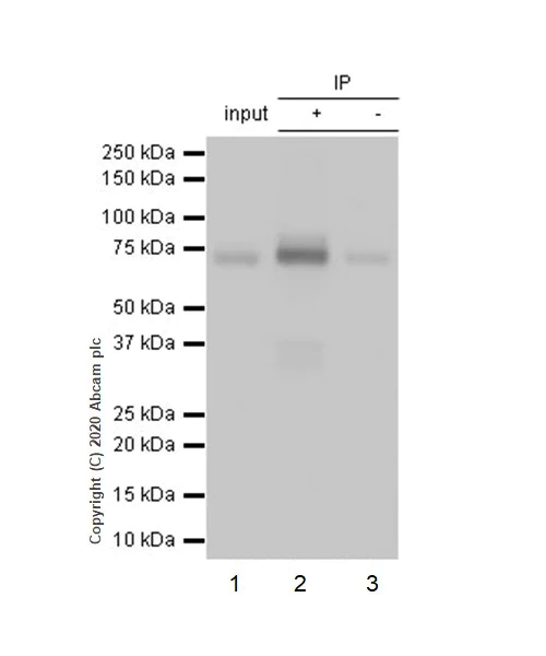 Immunoprecipitation - Anti-Cortactin antibody [EP1922Y] - BSA and Azide free (AB223125)