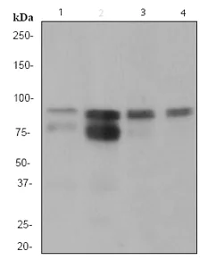 Western blot - Anti-Cortactin antibody [EPR1923Y] (AB68438)