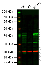Western blot - Anti-Cortactin antibody [EPR1923Y] - BSA and Azide free (AB247383), expandable thumbnail