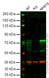 Western blot - Anti-Cortactin antibody [EPR1923Y] - BSA and Azide free (AB247383)