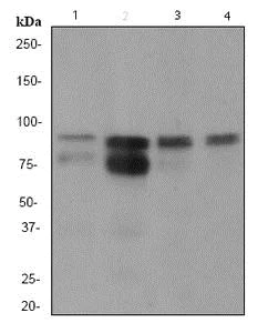 Western blot - Anti-Cortactin antibody [EPR1923Y] - BSA and Azide free (AB247383)