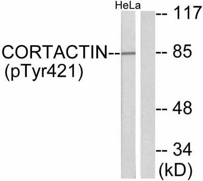 Western blot - Anti-Cortactin (phospho Y421) antibody (AB47768)