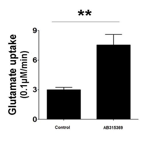 Functional Studies - Cortical Astrocytes - Human iPSC derived cells (Male, WC-30) (AB315369)