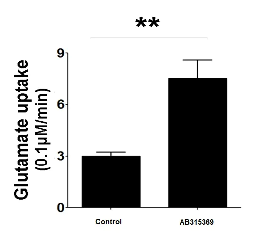 Functional Studies - Cortical Astrocytes - Human iPSC derived cells (Male, WC-30) (AB315369)