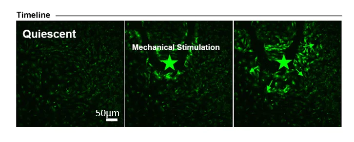 Immunocytochemistry/ Immunofluorescence - Cortical Astrocytes - Human iPSC derived cells (Male, WC-30) (AB315369)