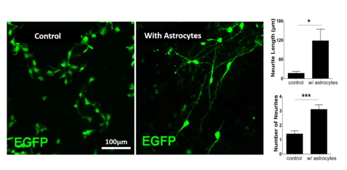 Immunocytochemistry/ Immunofluorescence - Cortical Astrocytes - Human iPSC derived cells (Male, WC-30) (AB315369)