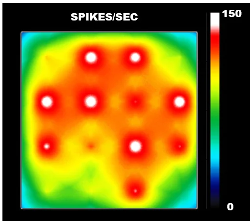 Functional Studies - Cortical GABAergic Neurons - Human iPSC-derived cells (Male, WC-30) (AB315368)