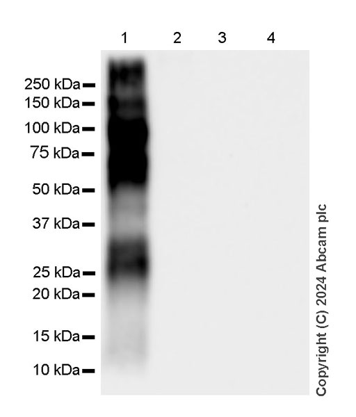 Western blot - Anti-Cortisol antibody [EPR24434-27] (AB316183), expandable thumbnail