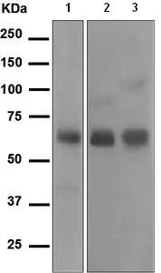 Western blot - Anti-Cortisol Binding Globulin antibody [EPR4615] (AB110648)