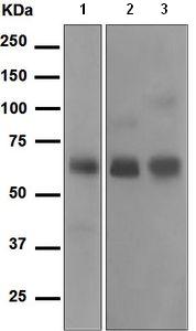 Western blot - Anti-Cortisol Binding Globulin antibody [EPR4615] - BSA and Azide free (AB247930), expandable thumbnail