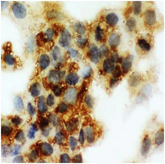 Immunocytochemistry - Anti-Cortisol Binding Globulin antibody - N-terminal (AB191053)