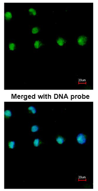 Immunocytochemistry/ Immunofluorescence - Anti-COUP TF1 antibody (AB96846), expandable thumbnail