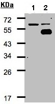 Western blot - Anti-COUP TF1 antibody (AB96846), expandable thumbnail