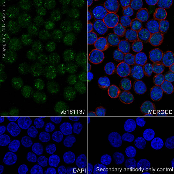 Immunocytochemistry/ Immunofluorescence - Anti-COUP TF1 antibody [EPR10841] (AB181137), expandable thumbnail