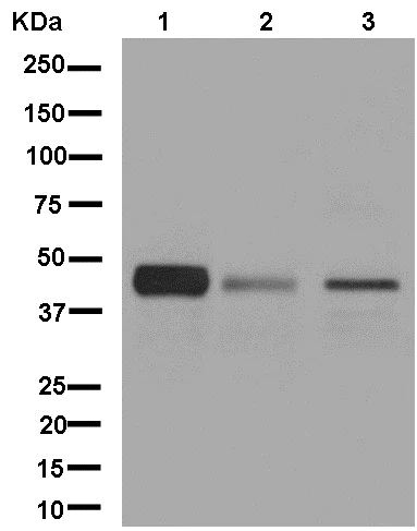 Western blot - Anti-COUP TF1 antibody [EPR10841] (AB181137)