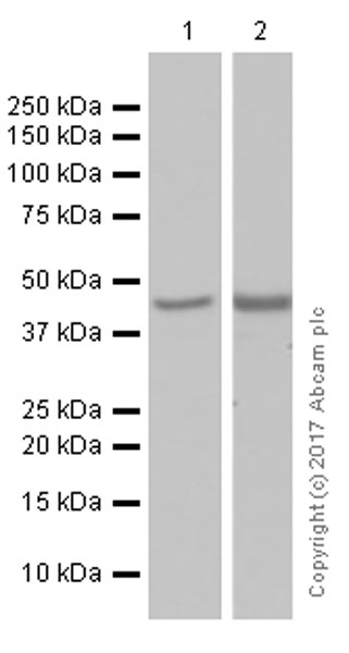 Western blot - Anti-COUP TF1 antibody [EPR10841] (AB181137), expandable thumbnail