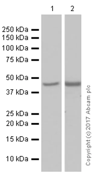 Western blot - Anti-COUP TF1 antibody [EPR10841] (AB181137)