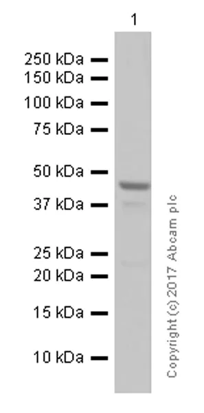 Western blot - Anti-COUP TF1 antibody [EPR10841] (AB181137)
