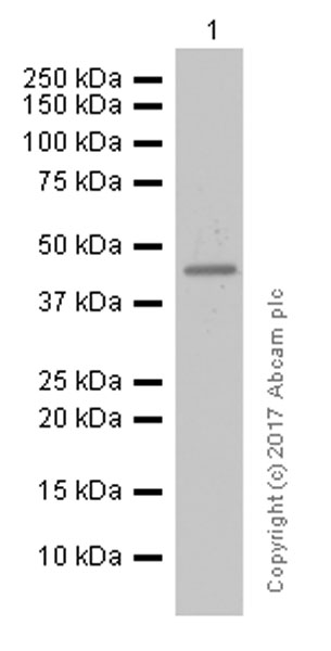 Western blot - Anti-COUP TF1 antibody [EPR10841] (ab181137), expandable thumbnail
