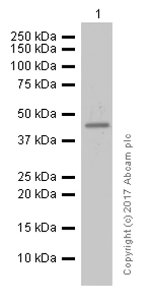Western blot - Anti-COUP TF1 antibody [EPR10841] (AB181137)