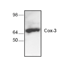 Western blot - Anti-Cox-3 antibody (AB37269), expandable thumbnail